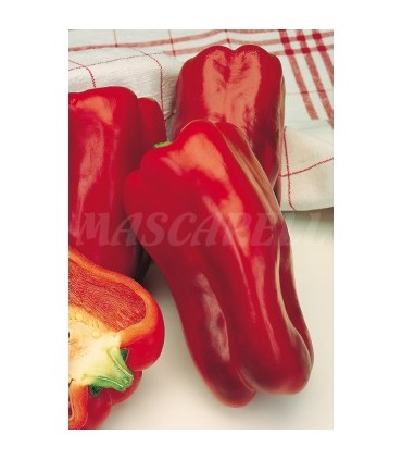 m 51138 pimiento infantes 05 gr