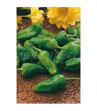 51140 pimiento de padron 05 gr