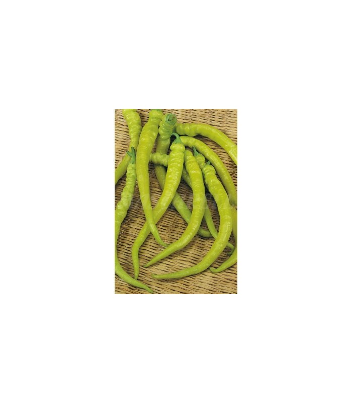m 51142 pimiento guindilla 05 gr