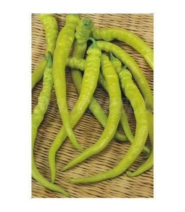 m 51142 pimiento guindilla 05 gr