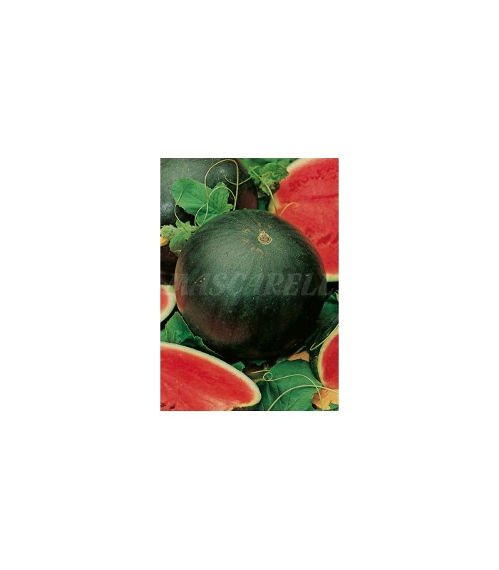 sandia florida giant 3 gr
