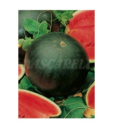 sandia florida giant 3 gr