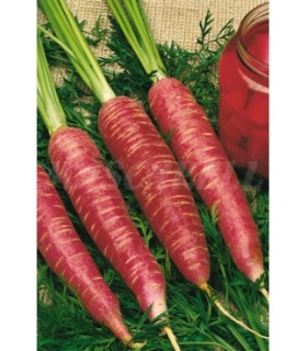 zanahoria roja para vinagre 3 gr