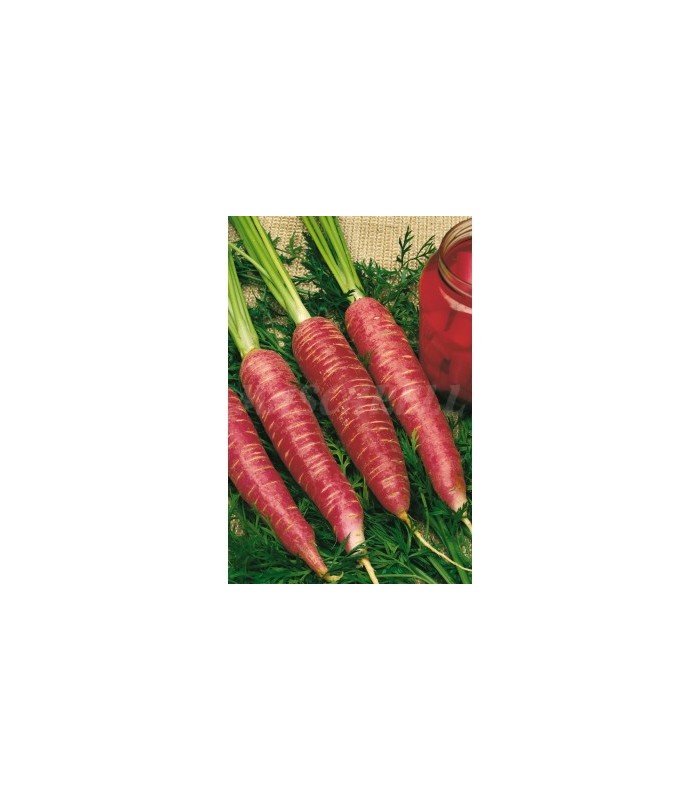 zanahoria roja para vinagre 3 gr