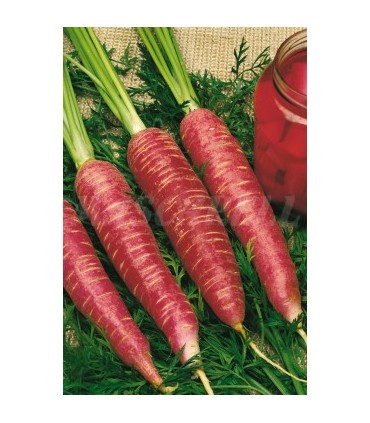zanahoria roja para vinagre 3 gr