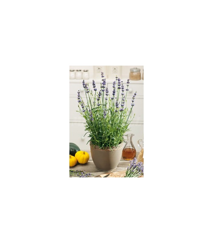 m 91219 lavanda 03 gr
