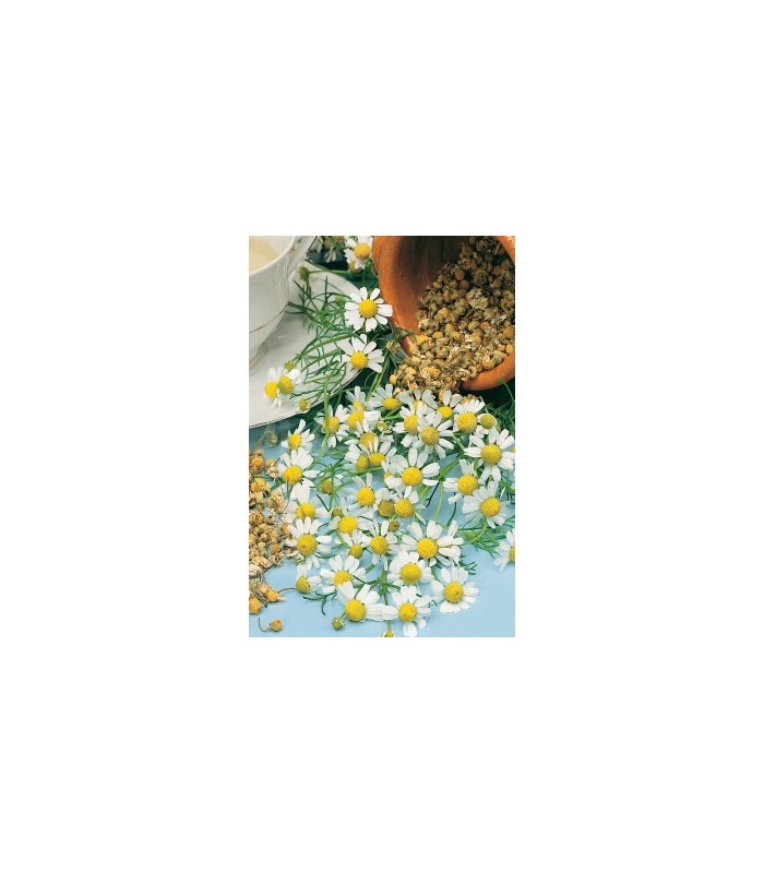 m 91220 manzanilla 075 gr