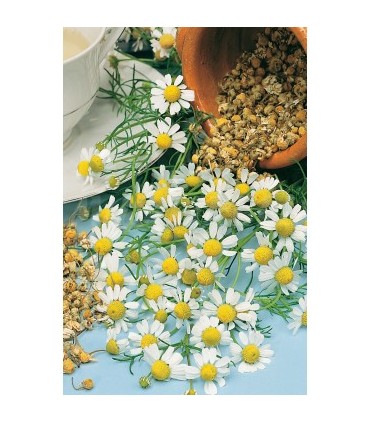 m 91220 manzanilla 075 gr