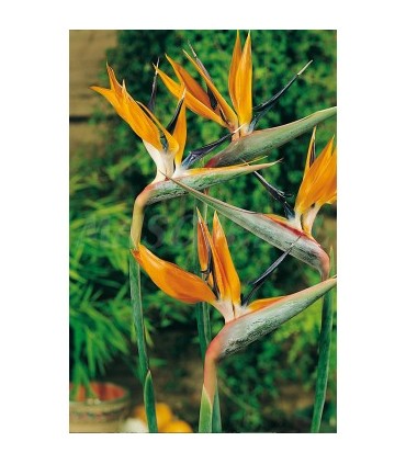 m 43065 strelitzia 04 gr