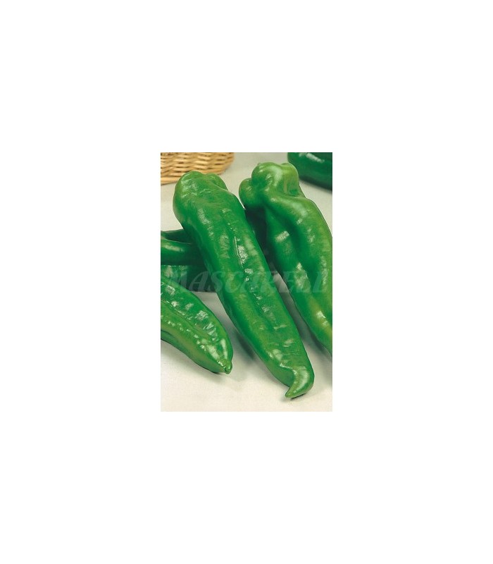 m 51136 pimiento dulce italiano 1 gr