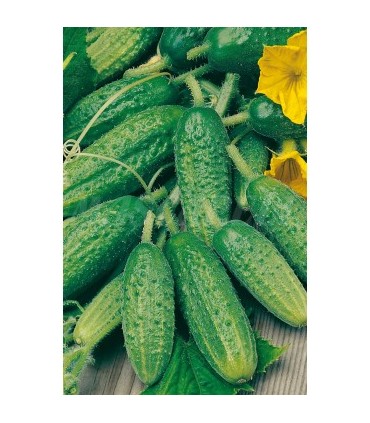 m 51121 pepinillo cornichon paris 3 gr