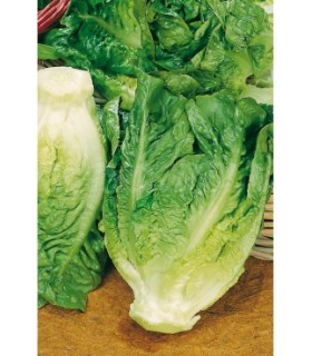 lechuga little gem tipo cogollo 15 gr