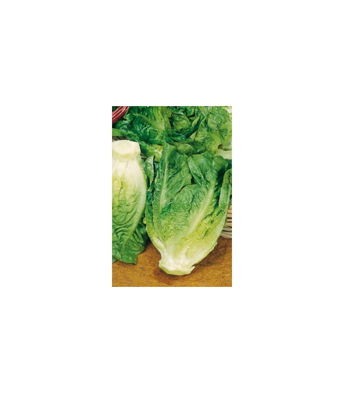 lechuga little gem tipo cogollo 15 gr