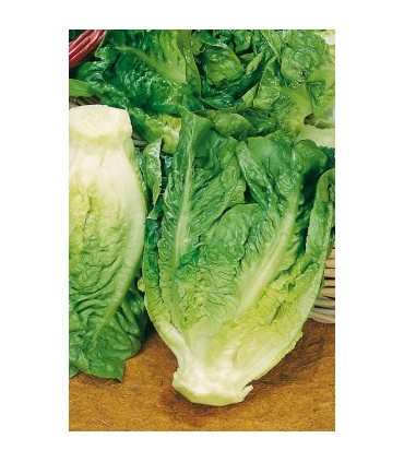 lechuga little gem tipo cogollo 15 gr