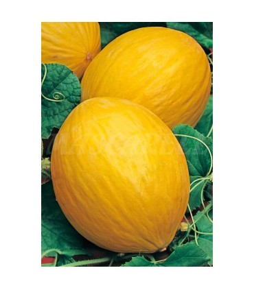 m 91110 melon amarillo canario 2 gr