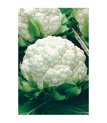 coliflor metropole 1 gr