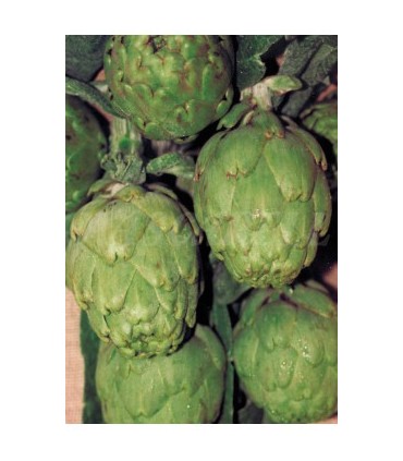 alcachofa verde globo 1 gr