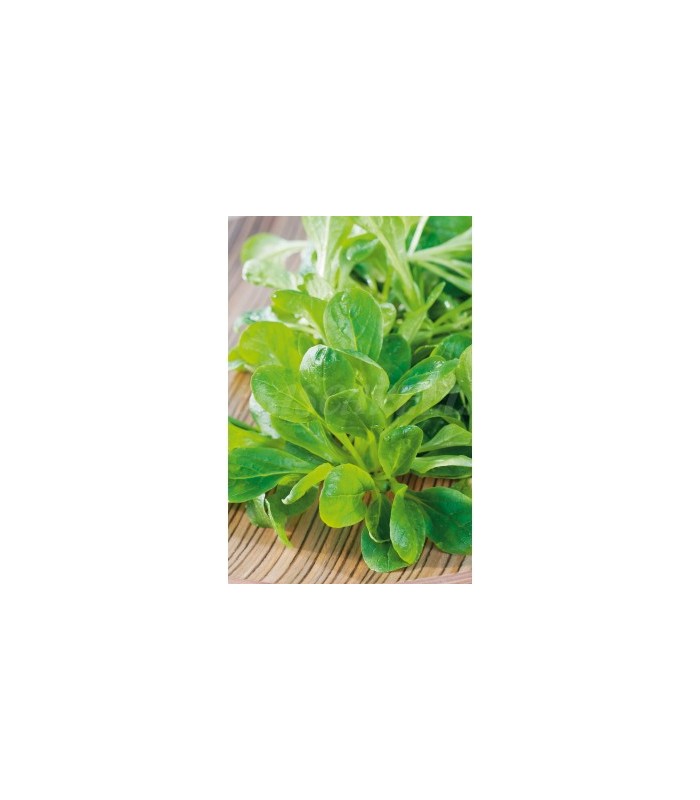 valeriana canonigos 4 gr