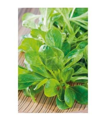 valeriana canonigos 4 gr