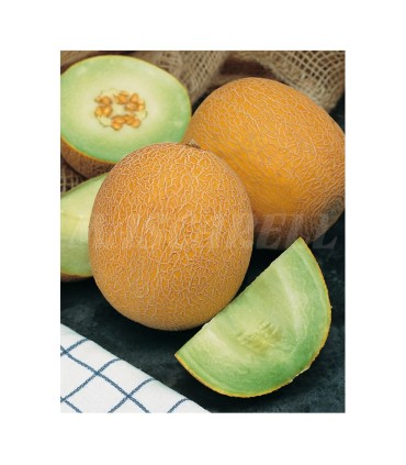 m 41112 melon galia f1 04 gr