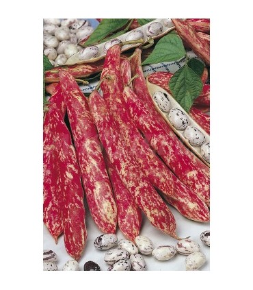 m 30620100 semilla judia borlotto mata baja 100 gr