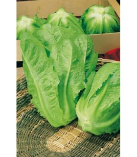 lechuga larga romana