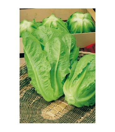 lechuga larga romana