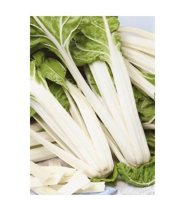 acelga amarilla de lyon 5 gr