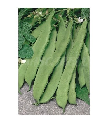 semilla judia ancha helda 5 kg