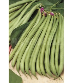 semilla judia perfeccion 5 kg