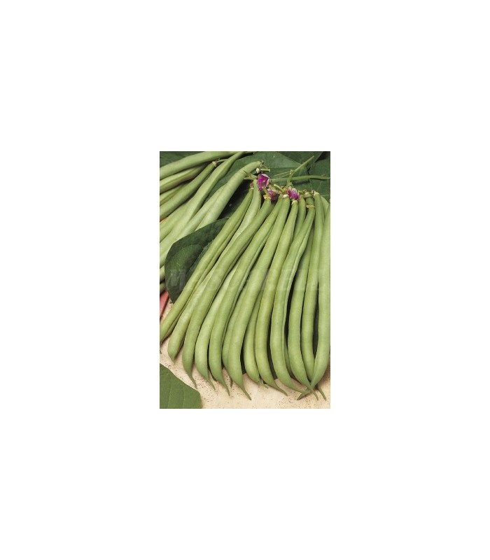 semilla judia perfeccion 5 kg