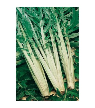 cardo lleno mejorado 4 gr