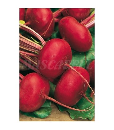 91156 remolacha de egipto