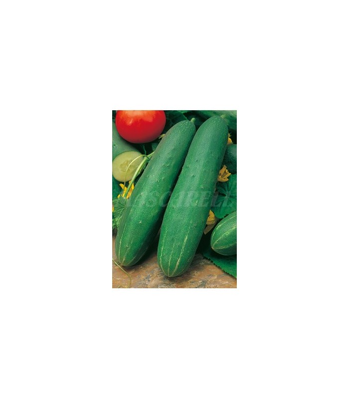 51125 pepino ashley 3 gr