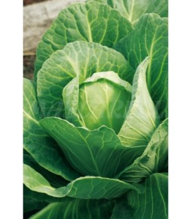 col repollo corazon de buey 4 gr