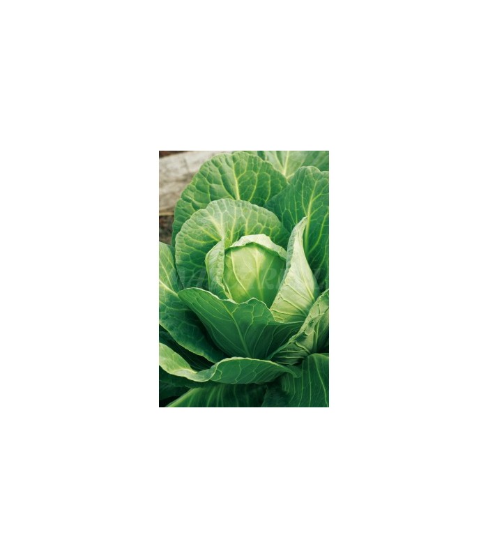 col repollo corazon de buey 4 gr