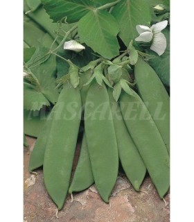 semilla guisante cometodo 100 gr