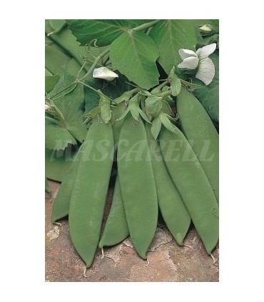 semilla guisante cometodo 100 gr