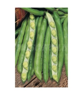 haba luz de otono caja 250 gr
