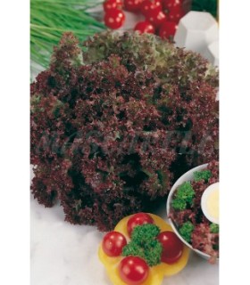 lechuga lollo rosso 6 gr