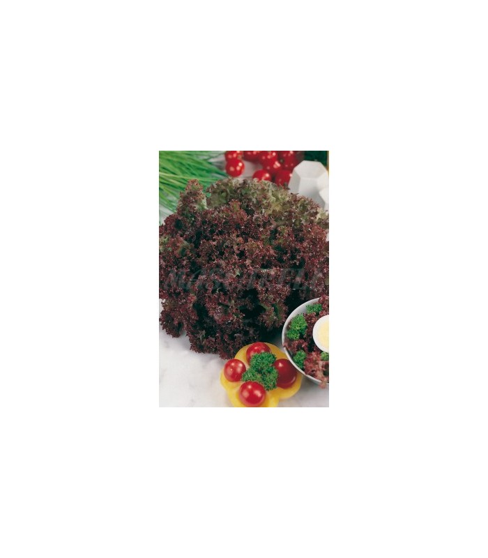 lechuga lollo rosso 6 gr