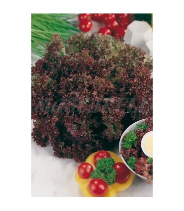lechuga lollo rosso 6 gr