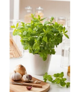 menta 02 gr