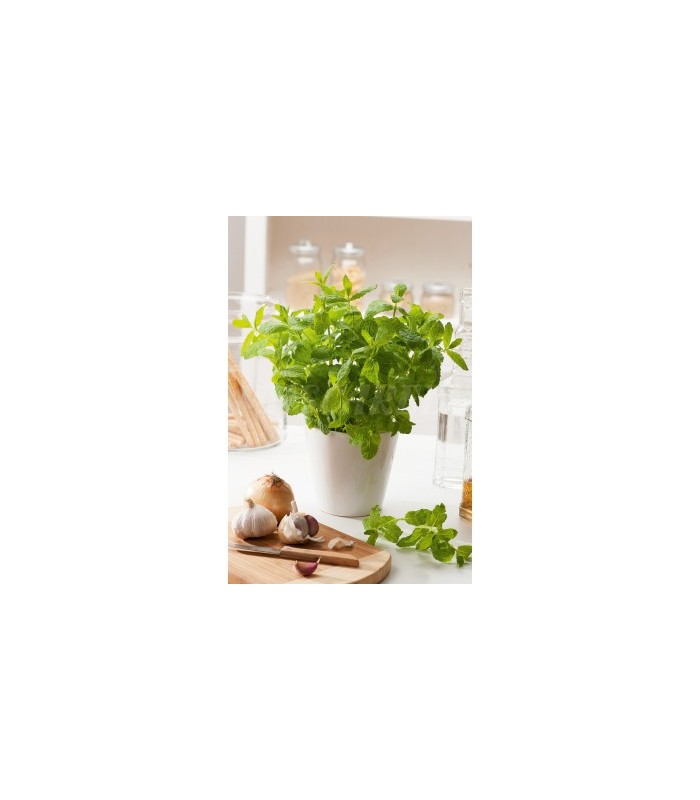 menta 02 gr