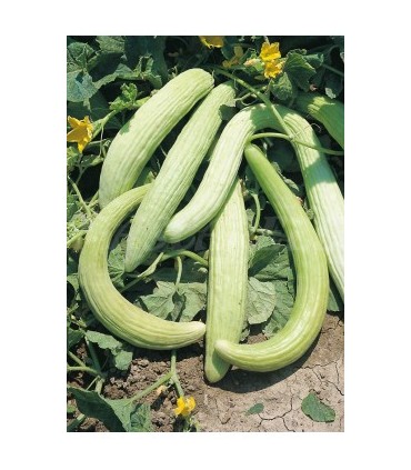 91132 pepino alficoz 1 gr