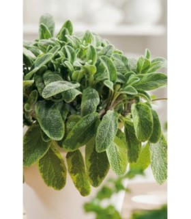 salvia 05 gr