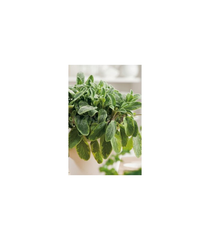 salvia 05 gr