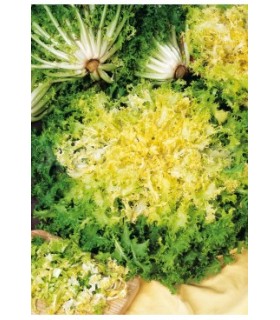 escarola doble de verano