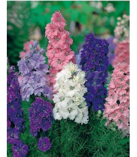 delphinium gigante