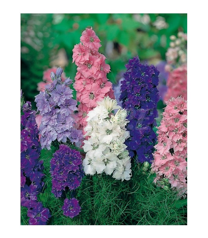 delphinium gigante